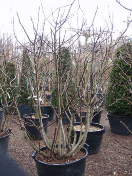 Echter Feigenbaum / Feige / Echter Feigenbaum / Feige