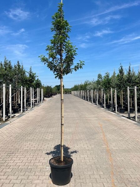 Prunus lusitanica 'Brenelia' / Portugiesischer Kirschlorbeer 'Brenelia' 180 cm Stamm im Container, schlanker Stamm mit Krone