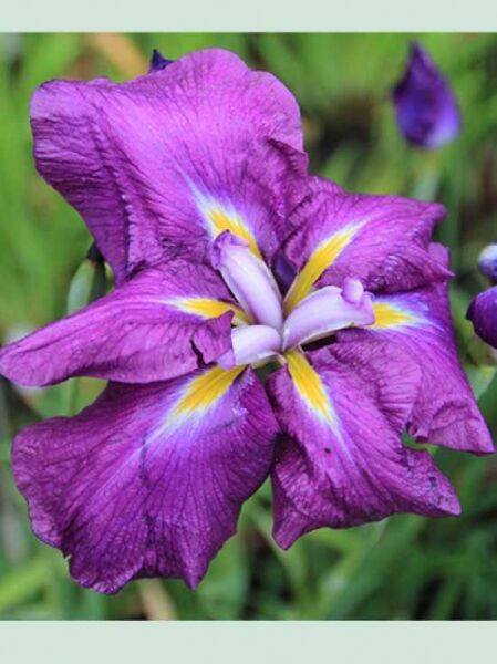 Iris ensata 'Sensation' / Japanische Sumpf-Schwertlilie
