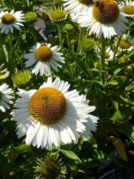 Scheinsonnenhut Echinacea 'Meditation White' (R) mit weißen Blütenblättern und orangebrauner, kuppelförmiger Mitte, Nahaufnahme.
