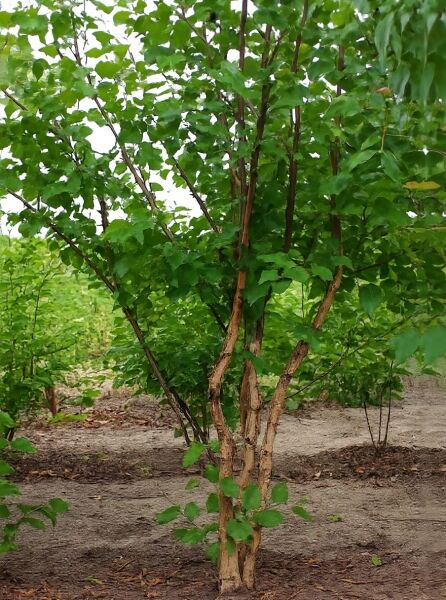 Mehrstämmige Schwarz-Birke (Betula nigra) 250–300 cm mit DB, grünes Laub und mehrere schlanke Stämme.