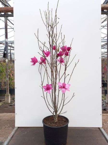 Magnolia ’Pink Pyramid‘ / Tulpenmagnolie ’Pink Pyramid‘ 100-125 cm C20 im Topf, mehrtriebig, mit rosa Blüten und Knospen
