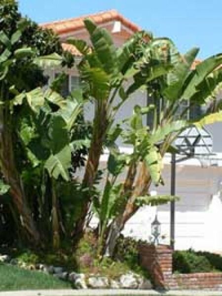 Baum-Strelitzie / Strelitzia nicolai
