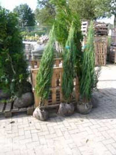 Blauer Raketen-Wacholder / Blauer Raketen-Wacholder