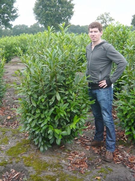 Prunus laurocerasus 'Reynvaanii' / Kirschlorbeer 'Reynvaanii' 125-150 cm m. B., Solitär im Feld stehend, dichter grüner Strauch