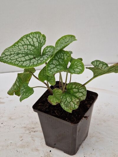 Silberiges Garten-Vergissmeinnicht 'Jack Frost ®' / Silberiges Garten-Vergissmeinnicht 'Jack Frost ®'