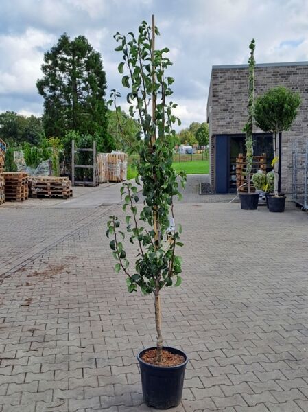 Pyrus communis 'Doyenné du Comice' / Birne 'Doyenné du Comice' / Vereinsdechantsbirne 175-200 cm C20, Hochstamm im Topf mit Stützstab