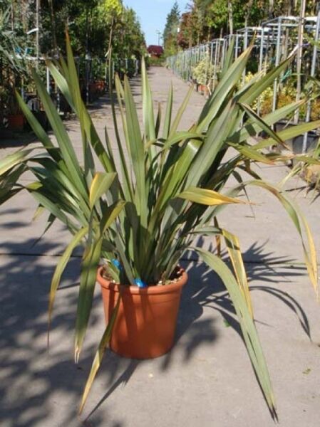 Phormium tenax / Neuseeländer-Flachs 80-100 cm C20, im Topf, mit langen schwertförmigen grünen Blättern