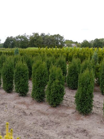 Taxus baccata 'Overeynderi' / Kegel-Eibe 125-150 cm m. B. als kegelförmige Eibenpflanzen im Feldbestand.
