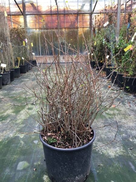 Japanische Zierquitte 'Cido' (Chaenomeles japonica) 80-100 cm C20, laubfreier Strauch mit verzweigten Trieben im Topf