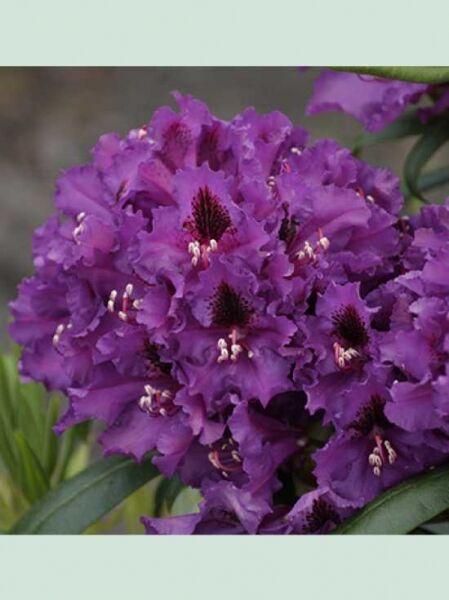 Rhododendron 'INKARHO Mogambo' / Rhododendron Hybride 'INKARHO Mogambo'