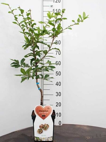 Mespilus germanica 'Westerveld' / Deutsche Mispel 'Westerveld' Schirmform, veredelter Jungbaum im Topf mit belaubten Trieben.