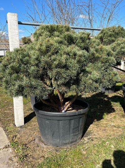 Strauch-Wald-Kiefer (Bonsai) 'Watereri'  / Pinus sylvestris 'Watereri' Breit 100 cm x Hoch 130 cm (546895)
