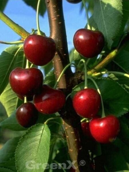 Prunus avium 'Große Schwarze Knorpel' / Süßkirsche 'Große Schwarze Knorpel'