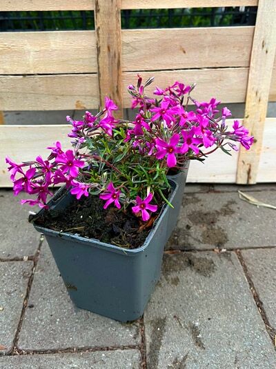 Phlox subulata 'Temiskaming' / Polster-Phlox 'Temiskaming' P9, rosaviolette Blüten, polsterförmiger Wuchs im Topf