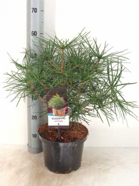 Sciadopitys verticillata / Schirm-Tanne 30-40 cm C5 im Pflanztopf, Nadelgehölz mit dichtem, buschigem Wuchs.