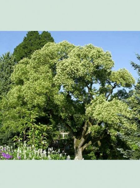 Japanischer Schnurbaum / Styphnolobium japonicum