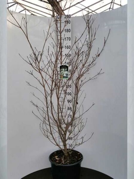 Chinesischer Blumen-Hartriegel Cornus kousa var. chinensis 'China Girl', mehrtriebiger Strauch im Container C20, 175–200 cm hoch.