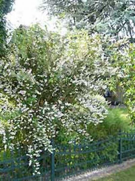 Raublättrige Deutzie / Sternchenstrauch / Deutzia scabra