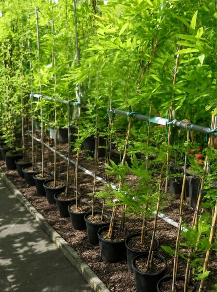 Wisteria floribunda 'Domino' / Wisteria formosa 'Issai', Blauregen 'Issai' 150-175 cm C3, Kletterpflanze im Topf am Spalier gezogen.