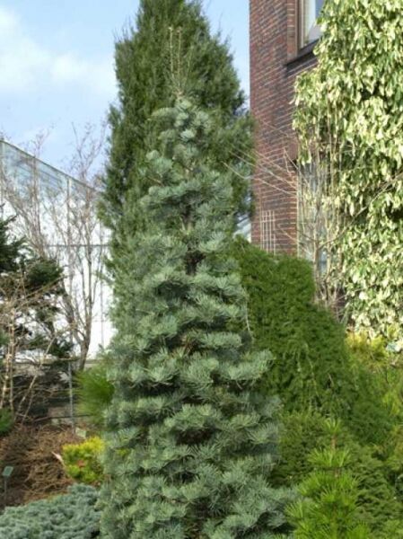 Colorado-Tanne 'Archer's Dwarf' / Colorado-Tanne 'Archer's Dwarf'