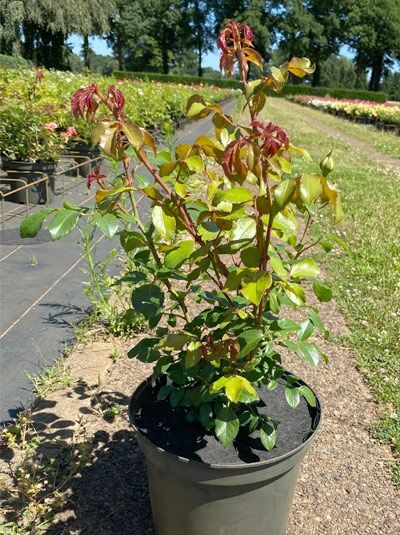 Rosa 'Alaska' ® / Kletterrose 'Alaska' ® C5, junge Kletterrose im Topf mit grünem Laub und rötlichem Neuaustrieb.