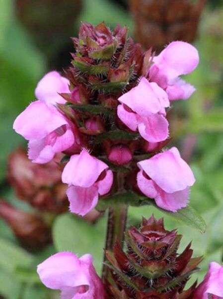 Große Brunelle 'Gruß aus Iserhagen' / Prunella grandiflora 'Gruß aus Iserhagen'