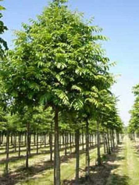 Pterocarya fraxinifolia / Flügelnuss