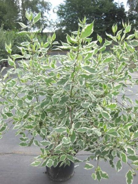 Weißbunter Hartriegel 'Elegantissima' (Cornus alba 'Elegantissima') 150-175 cm C20, Strauch im Topf mit weiß-grün panaschierten Blättern