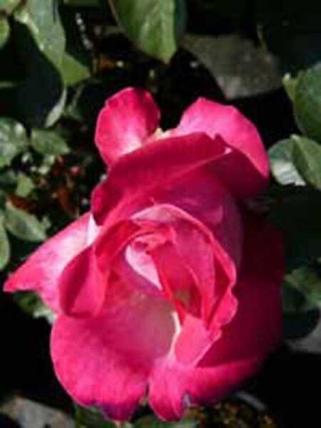 Beetrose 'Bad Birnbach' / Rosa 'Bad Birnbach ®'