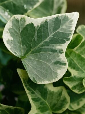 Weibunter gewhnlicher 'Eva' - Hedera helix 'Eva' - Baumschule NewGarden