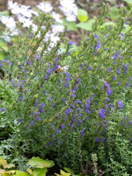 Grannen Ysop (Hyssopus officinalis ssp. aristatus) als buschige Pflanze mit zahlreichen violettblauen Blütenähren und schmalen Blättern.