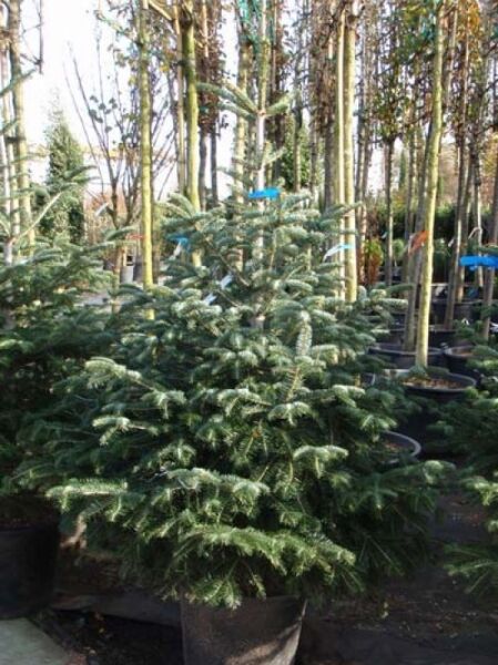 Abies nordmanniana / Nordmanns-Tanne / Kaukasus-Tanne