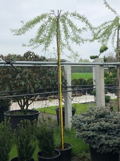 Weidenblättrige Hänge-Birne 'Pendula' (Pyrus salicifolia 'Pendula'), 225 cm Stamm 10-12 StU, mit Drahtballen im Container