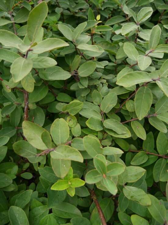 Blaue Heckenkirsche 'Wojtek' - Lonicera caerulea 'Wojtek' - Baumschule  NewGarden
