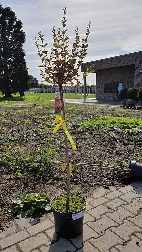 Syringa 'Pink Perfume ®' / Zwerggartenflieder 'Pink Perfume ®' 90 cm Stamm C5 im Topf, junger Hochstamm mit Laubkrone
