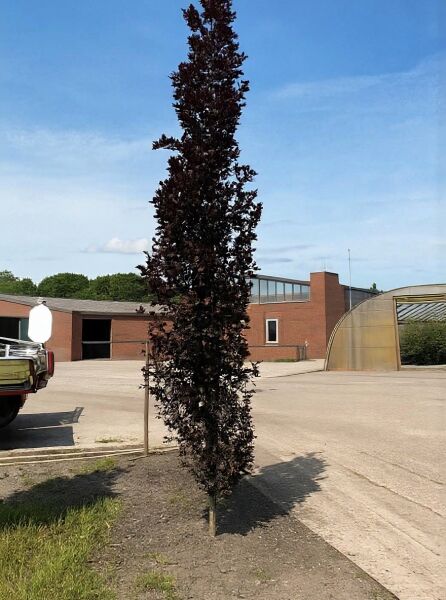 Rote Säulenbuche (Fagus sylvatica 'Rohan Obelisk') 450-500 cm m. Db., säulenförmiger Stamm mit dunkelrotem Laub.