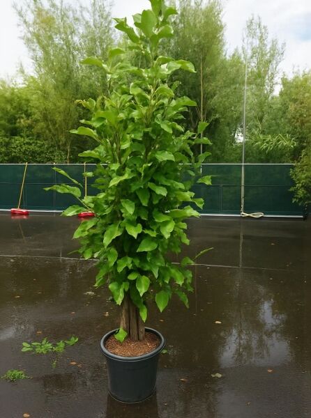 Magnolia soulangiana 'Sundew' / Tulpen-Magnolie 'Sundew' 150-175 cm C35, mehrstämmig im Container mit grünem Laub