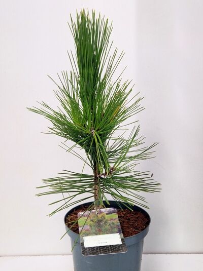Pinus thunbergii 'Ogon' / Japanische Schwarzkiefer 'Ogon' 25-30 cm C3 im Topf mit aufrechtem Wuchs und langen Nadeln