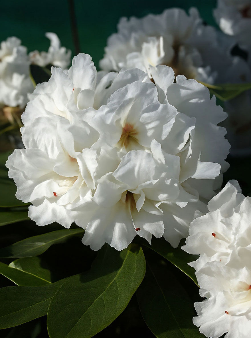 Rhododendron 'Whitestone' - Rhododendron Hybride 'Whitestone' - Baumschule  NewGarden