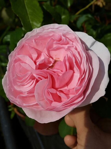 Rosa 'Gartenträume®' (Strauchrose 'Gartenträume') – gefüllte, rosafarbene Blüte in Nahaufnahme.