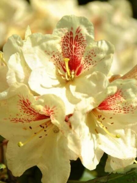 Rhododendron 'Goldbukett' / Rhododendron wardii 'Goldbukett'