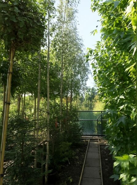 Sand-Birke 'Laciniata' (Betula pendula 'Laciniata') Hochstamm 10-12 StU im Container, schlanker Stamm mit grüner Krone