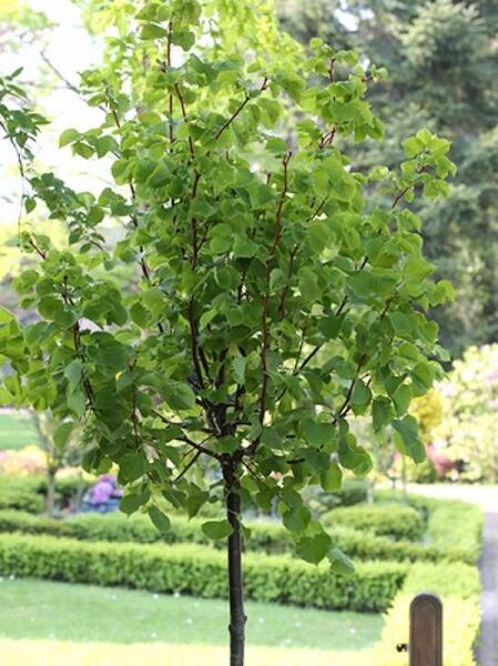 Tilia cordata 'Winter Orange' / Winter-Linde 'Winter Orange'