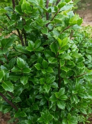 Stechpalme / Ilex gnstig in Top-Baumschulqualitt kaufen