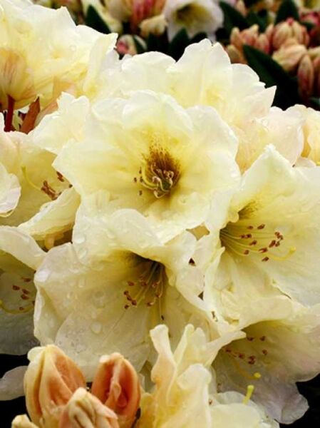 Rhododendron yakushimanum 'Golden Melodie' / Rhododendron 'Golden Melodie'
