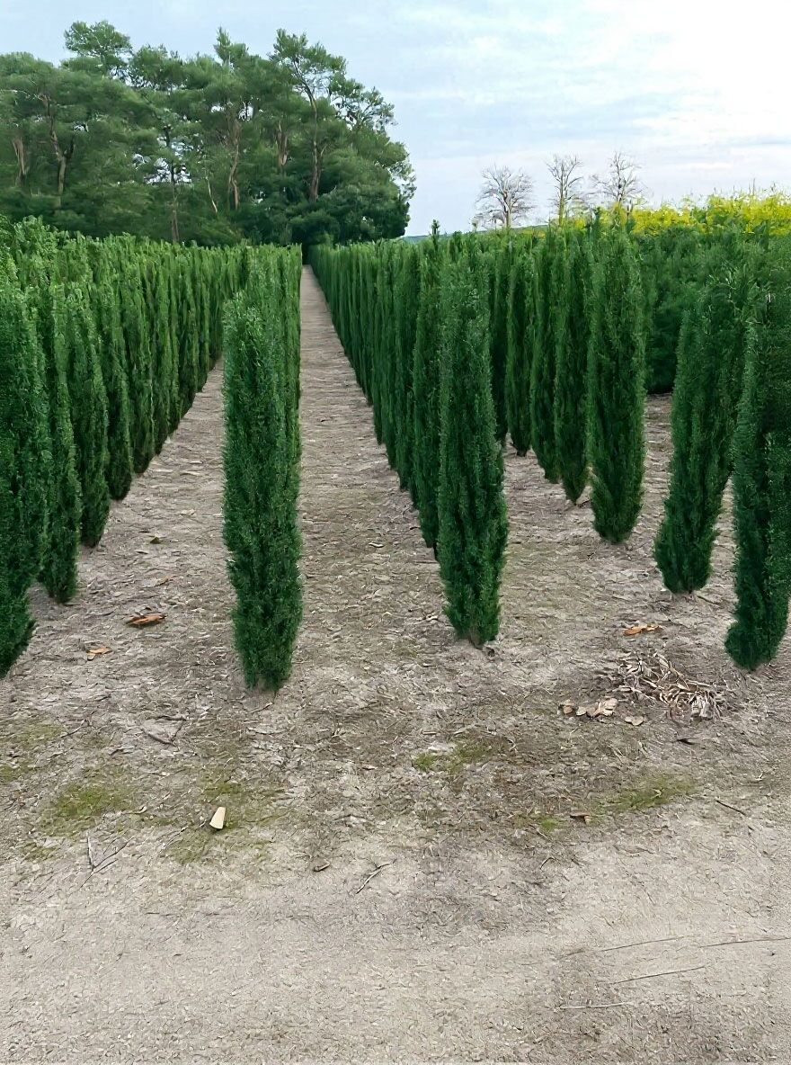thuja q1 25 Thuja TREE Cedar Thuja Occidentalis Conifer Seeds main image 1