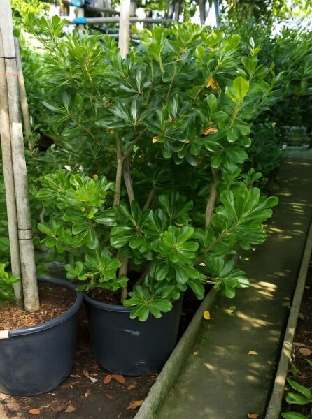 Pittosporum tobira (Chinesischer Klebsame) Solitär 125–150 cm im C50-Container, mehrstämmiger Strauch mit glänzendem Laub.