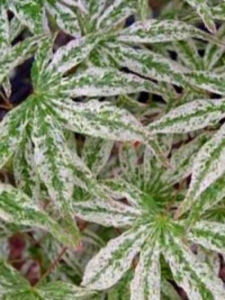 Japanischer Fächer-Ahorn 'Ukigumo' / Acer palmatum 'Ukigumo'