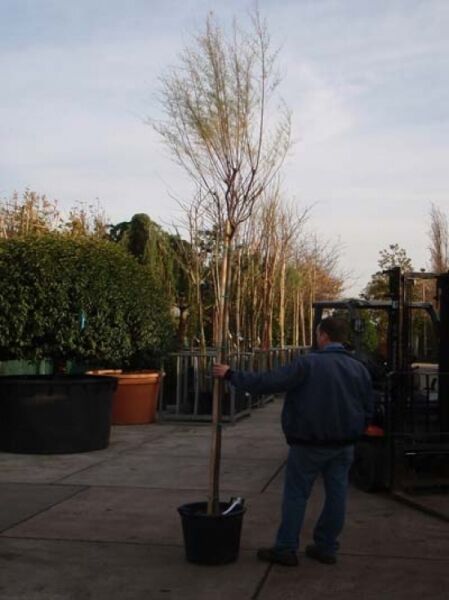 Tamarix gallica / Französische Tamariske Hochstamm 10-12 StU im Container, laubloser Hochstamm mit verzweigten Trieben im Topf